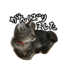 かぎしっぽネコのゆず（個別スタンプ：18）