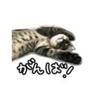 かぎしっぽネコのゆず（個別スタンプ：19）