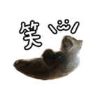 かぎしっぽネコのゆず（個別スタンプ：24）