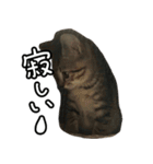 かぎしっぽネコのゆず（個別スタンプ：25）