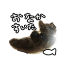 かぎしっぽネコのゆず（個別スタンプ：27）