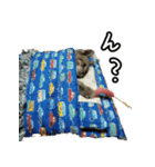 かぎしっぽネコのゆず（個別スタンプ：29）