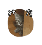かぎしっぽネコのゆず（個別スタンプ：32）