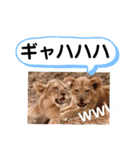 たけしのスタンプ その26（個別スタンプ：2）