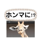 たけしのスタンプ その26（個別スタンプ：7）