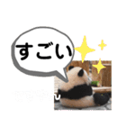 たけしのスタンプ その26（個別スタンプ：8）