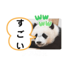たけしのスタンプ その26（個別スタンプ：9）