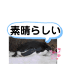 たけしのスタンプ その26（個別スタンプ：11）