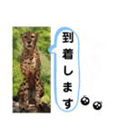 たけしのスタンプ その26（個別スタンプ：19）