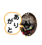 たけしのスタンプ その26（個別スタンプ：23）