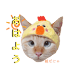 笹かま猫のハク2（個別スタンプ：2）