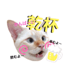 笹かま猫のハク2（個別スタンプ：6）