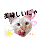 笹かま猫のハク2（個別スタンプ：7）