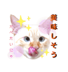 笹かま猫のハク2（個別スタンプ：9）
