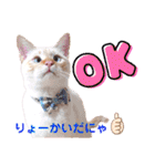 笹かま猫のハク2（個別スタンプ：10）