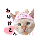 笹かま猫のハク2（個別スタンプ：12）