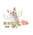 笹かま猫のハク2（個別スタンプ：15）