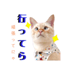 笹かま猫のハク2（個別スタンプ：16）