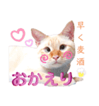 笹かま猫のハク2（個別スタンプ：18）
