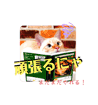 笹かま猫のハク2（個別スタンプ：21）