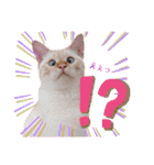笹かま猫のハク2（個別スタンプ：22）