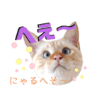 笹かま猫のハク2（個別スタンプ：24）