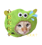 笹かま猫のハク2（個別スタンプ：30）