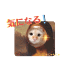 笹かま猫のハク2（個別スタンプ：34）