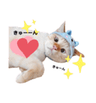 笹かま猫のハク2（個別スタンプ：35）