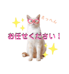 笹かま猫のハク2（個別スタンプ：37）
