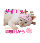 笹かま猫のハク2（個別スタンプ：39）