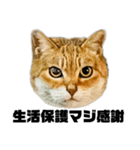 日常会話で使える！！猫語スタンプ1（個別スタンプ：1）