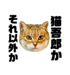 日常会話で使える！！猫語スタンプ1（個別スタンプ：4）