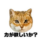 日常会話で使える！！猫語スタンプ1（個別スタンプ：6）