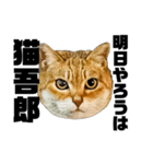 日常会話で使える！！猫語スタンプ1（個別スタンプ：9）