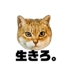 日常会話で使える！！猫語スタンプ1（個別スタンプ：11）
