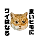 日常会話で使える！！猫語スタンプ1（個別スタンプ：12）