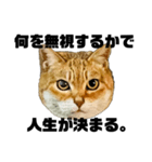 日常会話で使える！！猫語スタンプ1（個別スタンプ：17）