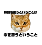 日常会話で使える！！猫語スタンプ1（個別スタンプ：18）