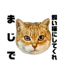 日常会話で使える！！猫語スタンプ1（個別スタンプ：19）