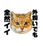 日常会話で使える！！猫語スタンプ1（個別スタンプ：20）