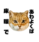 日常会話で使える！！猫語スタンプ1（個別スタンプ：21）
