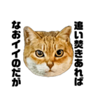 日常会話で使える！！猫語スタンプ1（個別スタンプ：22）
