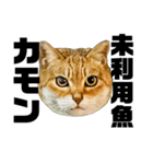 日常会話で使える！！猫語スタンプ1（個別スタンプ：25）