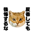 日常会話で使える！！猫語スタンプ1（個別スタンプ：27）