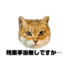 日常会話で使える！！猫語スタンプ1（個別スタンプ：31）