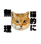 日常会話で使える！！猫語スタンプ1（個別スタンプ：32）