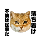 日常会話で使える！！猫語スタンプ1（個別スタンプ：34）