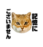 日常会話で使える！！猫語スタンプ1（個別スタンプ：37）