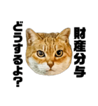 日常会話で使える！！猫語スタンプ1（個別スタンプ：38）